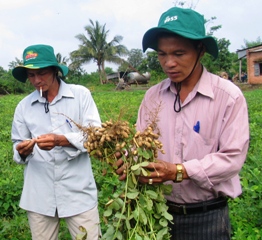 Select short-term seed for summer-autumn crop