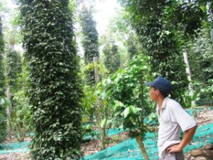 Take serial approaches to control disease and pest on pepper during rainy season