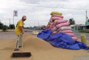 Price of Rice Drops by VND2000/kg