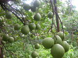 Vinh Cuu District applies IT to agricultural production