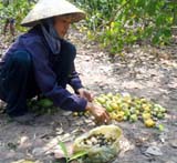 One more fruitless cashew-nut crop!