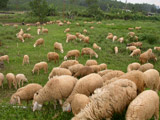 A program for developing key plants and cattle in the area of province to 2010