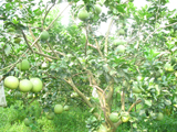 Project for pomelo-growing region in Vinh Cuu – Dong Nai Province in the period 2006-2009 has got positive results at the outset.