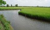 Crop cultivation stepped up