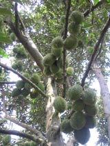 The 6th Movement entitled “Farmers emulate one another to do farming and business well in Dong Nai Province”:  greatly affected the local socio-economic life.