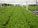 Dong Nai has 5 safe vegetables-production regions