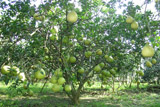 Delicious pomelo and good pomelo breed contest: the first prize was awarded to sweet orange pomelo.