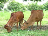 Agriculture sector to promote production-area development