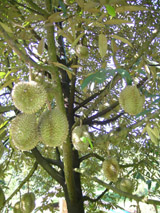 Contest For Delicious Durians