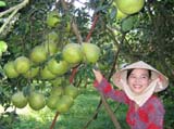Agriculture - forestry - fishery production value up 5.2% in the first half year