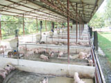 Xuan Loc District develops farm economy and cooperatives
