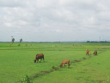 La Nga Commune Farmers’ Association supports its farmers to take out loans for effective production.