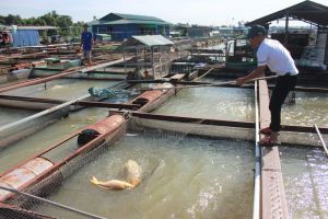 Cai」という川での養魚に関する異常に死んだ警報