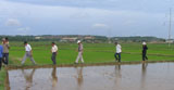 Dong Nai: Over 300 hectares of rice crops are infected with rice ragged stunt virus and rice yellow stunt