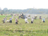 Long Thanh Farmers ceaselessly develop agriculture