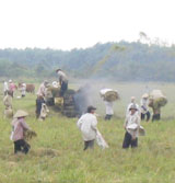 Dinh Quan’s average yield ranged some 45 quintals per hectare