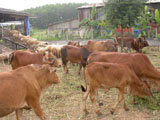 The cattle herd falls due to low price