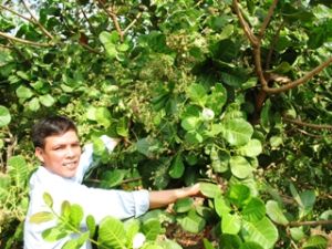 Insect and Disease Prevention for Crops in Blooming and Fruit-bearing Time