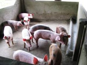 Trial Vaccine against the Blue-Eared Pig Disease Tested