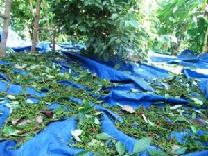 Pepper Prices Stay High