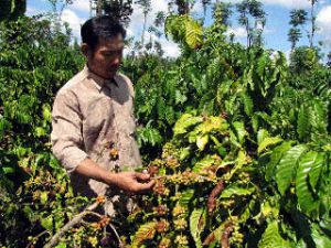 Coffee price rises slightly