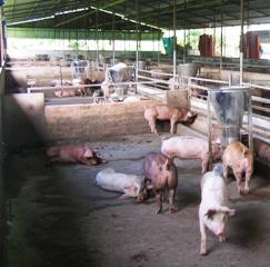 Two Other New Outbreak Areas of Blue-Eared Pig Disease Confirmed