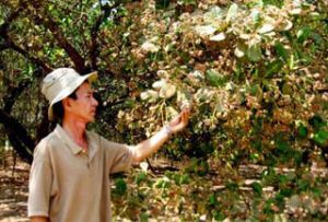 Cashew Crop Loss This Year