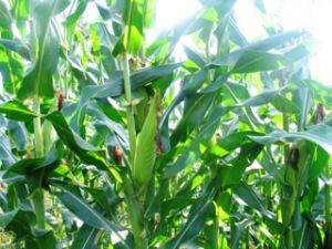 The summer-autumn crop: the crop schedule should be observed to gain yield target
