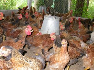 Compulsory vaccination on domestic animals