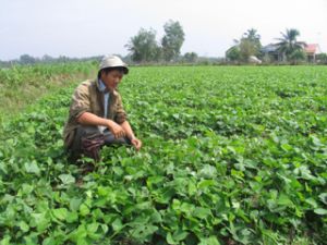 Agriculture, forestry and aquaculture output value in the first quarter reaches over VND1,000 billion