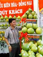 Nguyen Thanh Sang, a young entrepreneur and his hope of exporting Tan Trieu Pomelo.