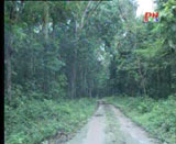 Restore natural forest at Tan Phu afforestation yards