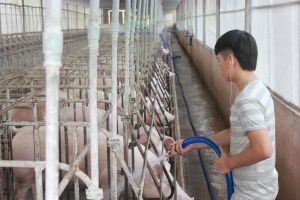 ドンナイの豚群総は急速に回復