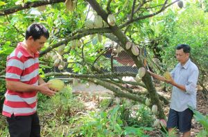 Trang Bom현은 10개 농업 제품 연결 체인을 구축함