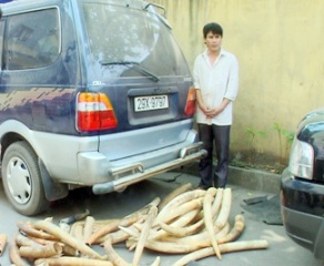 Elephant Population in Vietnam Has Downsized to the Lowest Number in History