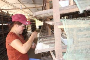 ウズラ農園の新しい発展方向