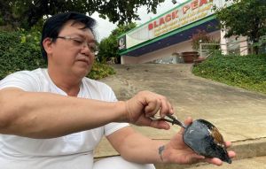 Phu Dienでの真珠養殖