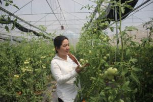 農業生産における多くの主要プロジェクト