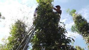 農業労働は益々不足している。