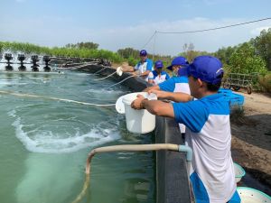 ハイテクエビ養殖プロジェクトの継続