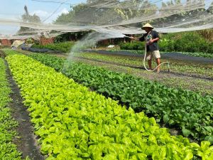 一年生作物の面積が増加しています