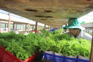 野菜の供給は前年同期比に増加