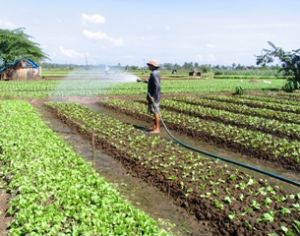 夏秋节蔬菜播种面积为4.300公顷。