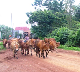 实施试点农业保险在春禄，新富和定管县。
