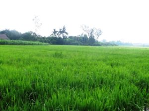 水稻病虫害对象比上月增加。