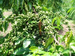 发行发展主力农作物、动物及建设2011-2015阶段农业产品商标的项目。