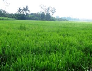 连续暴雨使水稻虫害猛力发展。