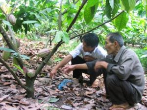 新种植可可面积为270公顷。