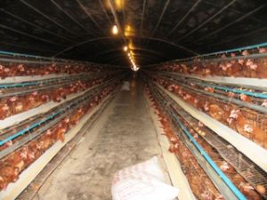 装泵县规划11个地区鼓励集中畜牧的发展。