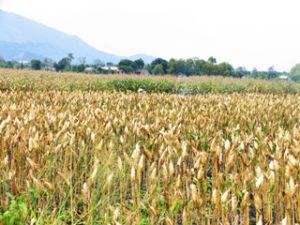 兴奋的夏秋季。